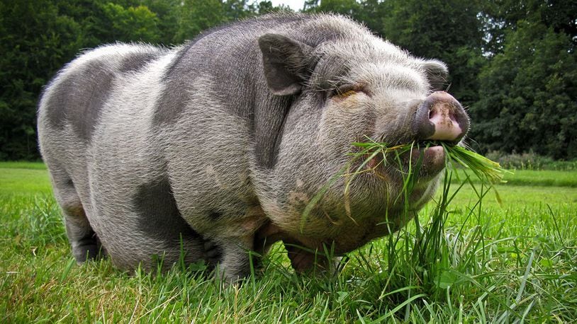 Pot bellied pig