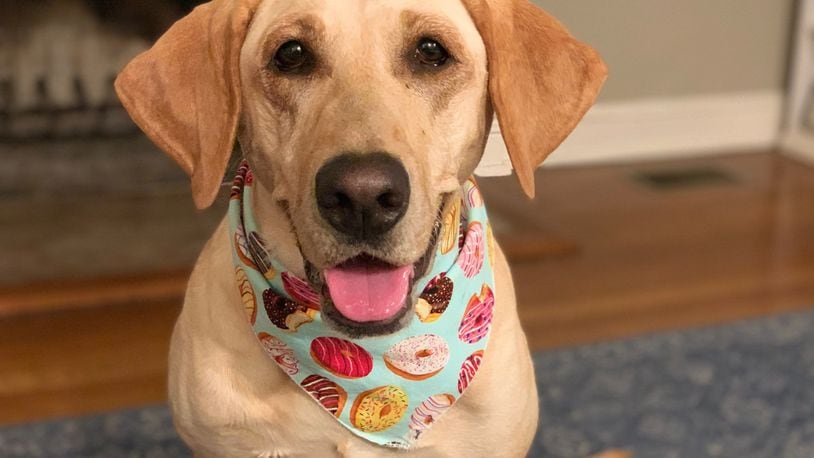 Sunny, the Lab, sporting a donut bandana. LAUREN BISANZ / CONTRIBUTED
