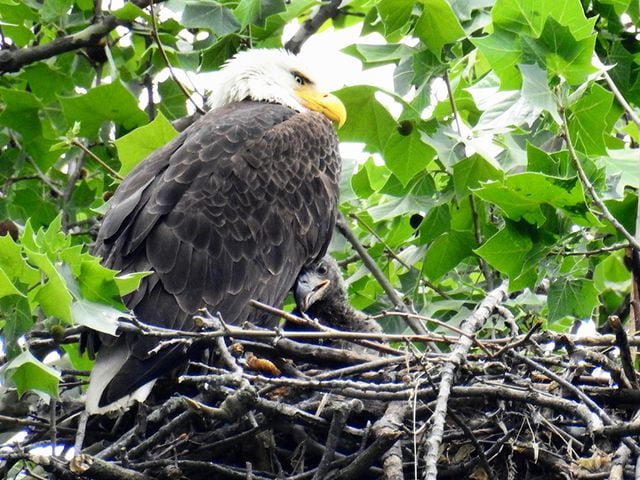 Carillon Park bald eagles