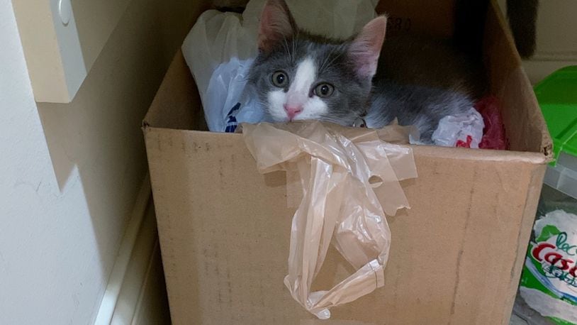 Pip playing in the box of recycled plastic bags. KARIN SPICER / CONTRIBUTED