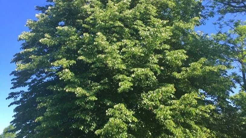 This basswood tree is part of the urban forest on the Wright-Patterson Air Force Base installation and is native to the Midwest and a favorite tree of bees. It grows up to 80 feet tall by 40 feet wide and serves as a great shade tree in large areas. (Contributed photo)