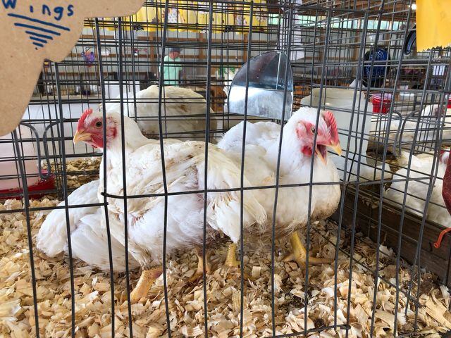 Warren County chickens