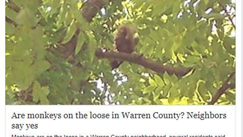 This Facebook page shows an image of what reports say are monkeys in trees in Lebanon.