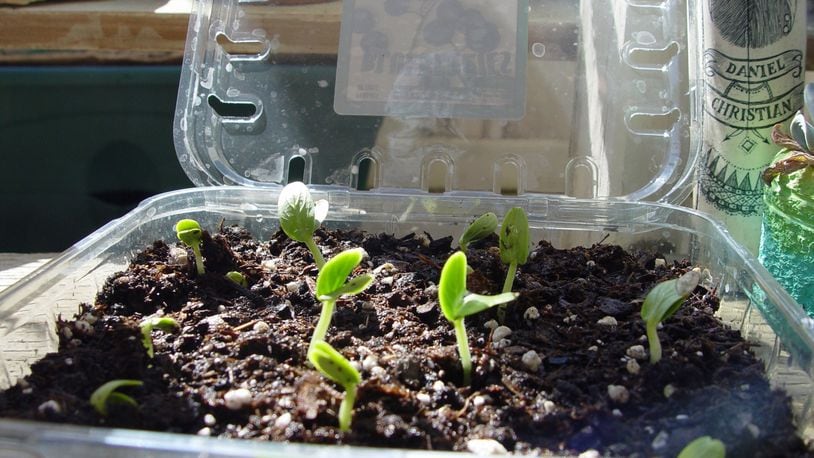 Clear plastic tops hold even moisture for seeds to germinate and grow quickly. (Handout/TNS)