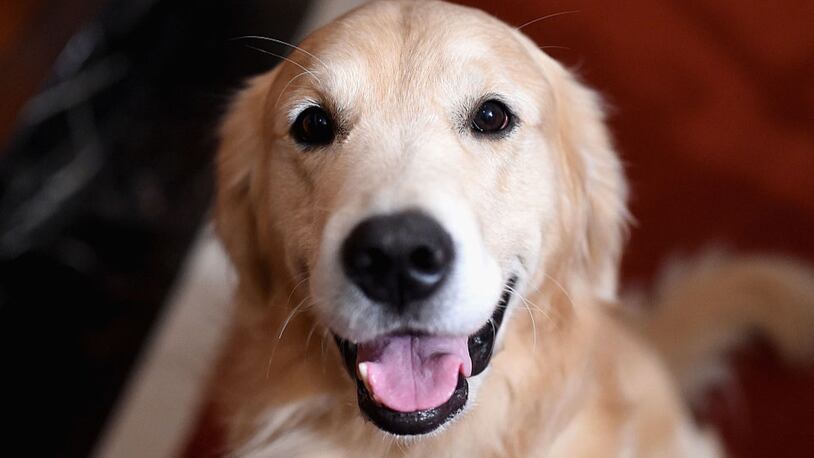 A  Golden Retriever.  (Photo: Jamie McCarthy/Getty Images)