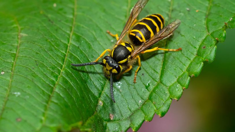 Yellow Jackets go largely unnoticed until this time of year when they can become an annoyance at outdoor events. SHUTTERSTOCK