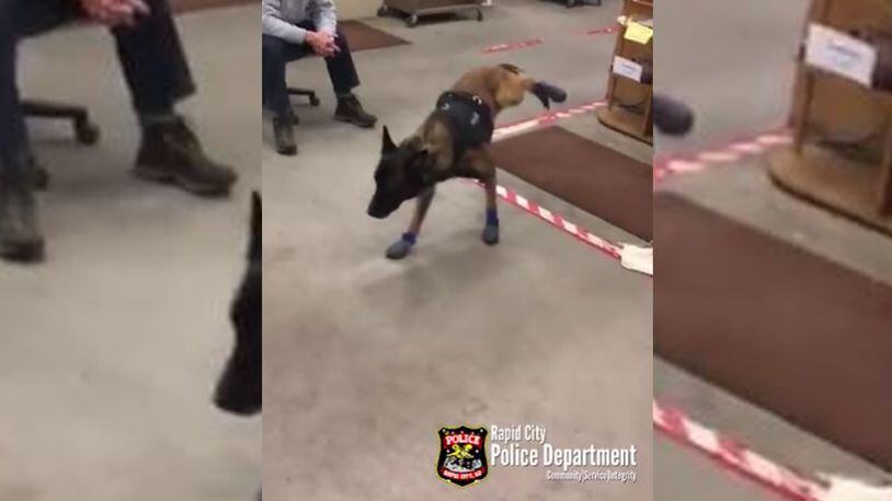 Jary, a K9 with the Rapid City Police Department in South Dakota, tries on snow boots.