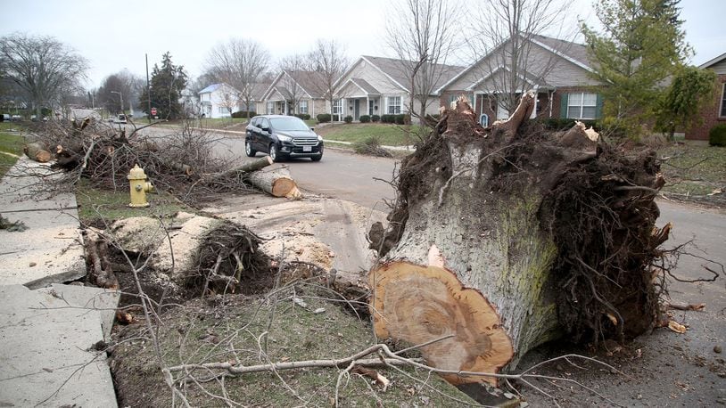 An EF0 tornado, lasting two minutes, touched down in Troy on Saturday night, damaging buildings and splintering trees. A tree along Drury Lane was uprooted in the storm. LISA POWELL / STAFF