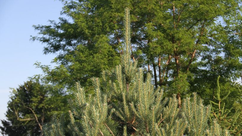 Pruning Evergreens – Wisconsin Horticulture