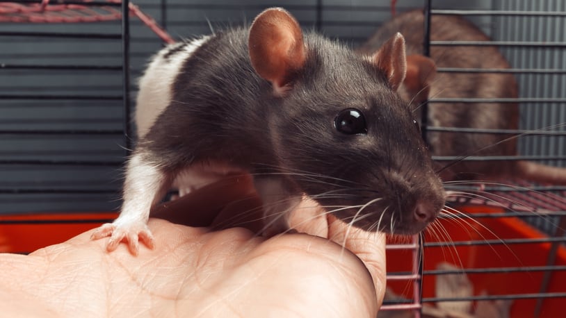 Two rats in a cage, one rat gets out on human hand