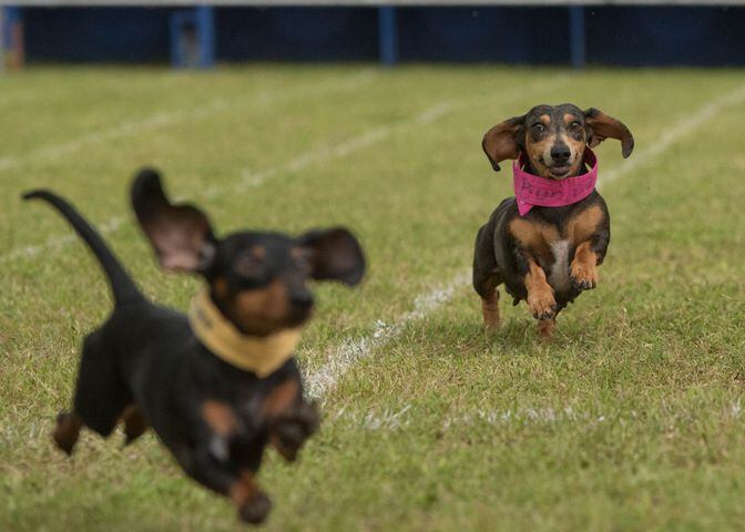 19th Annual Buda Wiener Dog Races, 04.24.16