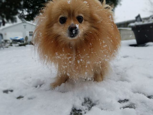 Yogi Plays in the Snow