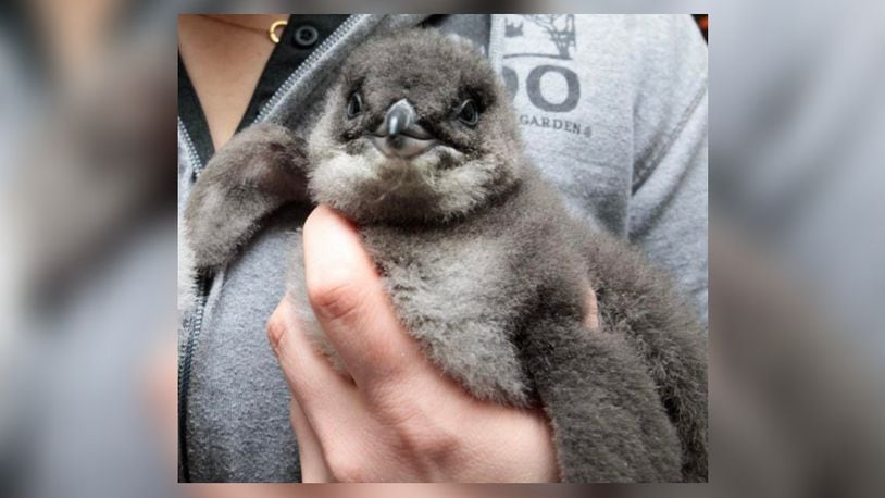 The Cincinnati Zoo and Botanical Garden is showing its support for the Cincinnati Bengal's with its new penguin chick. The penguin was named Cup O' Joe Burrow in honor of the team's star quarterback. Most of the little blue penguins have a food-related name, so the zoo added Cup O' to the chick's official name. Photo courtesy the Cincinnati Zoo and Botanical Garden.