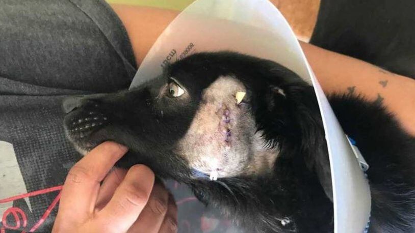 Cosmo was attacked with a knife, and his teeth were broken by a pair of pliers, police said.