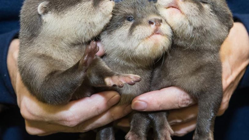 THree male otter pups were born Sept. 24 at the Cleveland Metroparks Zoo.