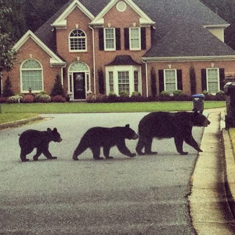 Black bears spotted in Cumming, GA.