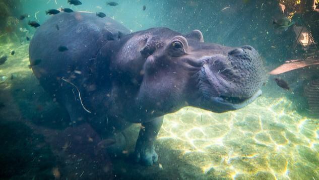 Hippo from San Antonio invites Fiona to 'swipe right,' meet some day