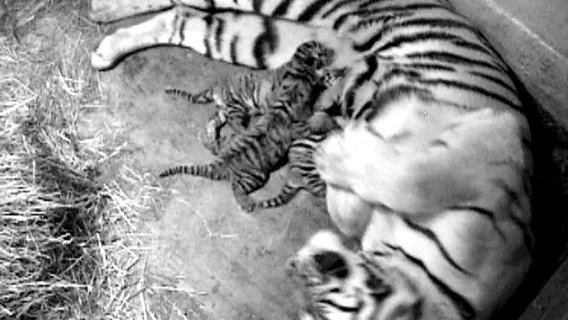 Columbus Zoo & Aquarium welcomes 3 new Amur tiger cubs.