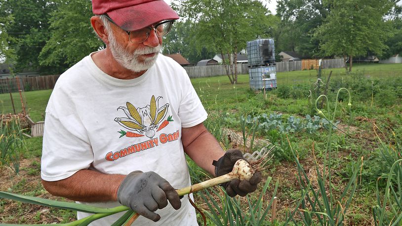 John Krabacher looks over a garlic bulb he pulled from the New Carlisle Community Garden Tuesday, June 27, 2023. BILL LACKEY/STAFF