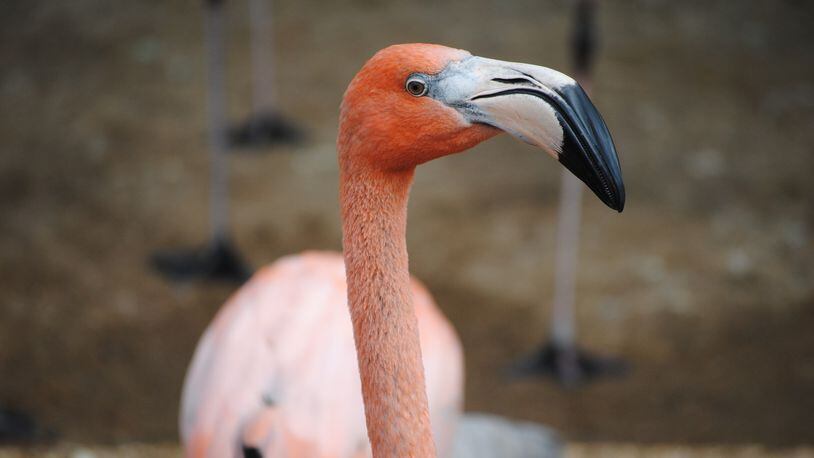 Pink flamingo. File photo. (Photo: SeaReeds/Pixabay)