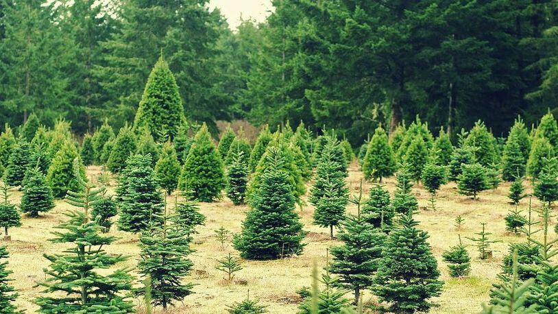 A man is accused of stealing 78 Christmas trees worth more than $6,000.