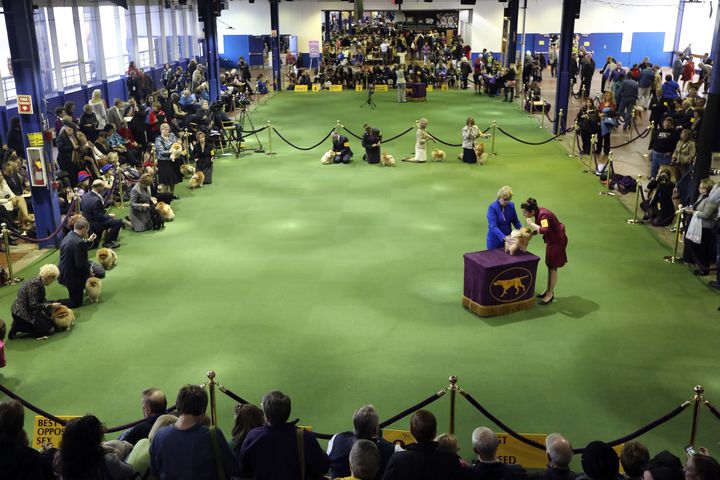 137th Westminster Dog Show