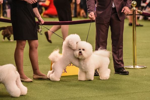 Photos: 2020 Westminster Dog Show