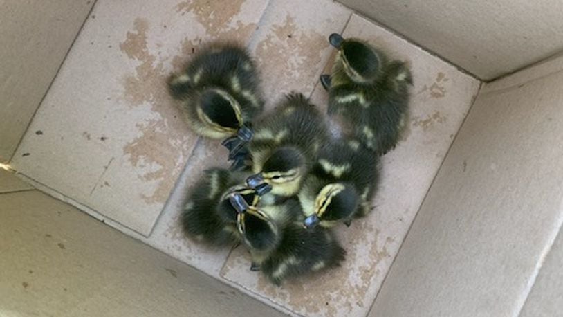 The Washington Twp. Fire Department rescued six ducklings from a storm drain June 14, 2021.
