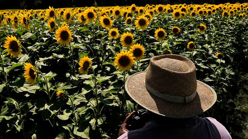 Every year a field along U.S. 68 on the Tecumseh Land Trust, just north of Yellow Springs, attracts bees as well as shutterbugs when thousands of bright sunflowers bloom and cover several acres in gold. Staff photo by Bill Lackey