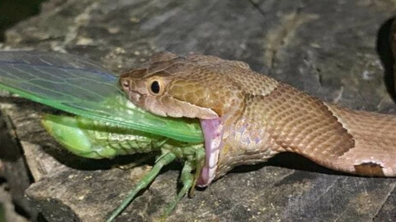 Charlton McDaniel of Fort Smith, Arkansas, snapped this dramatic photograph of a copperhead devouring a cicada at the Ozark National Forest on July 17.