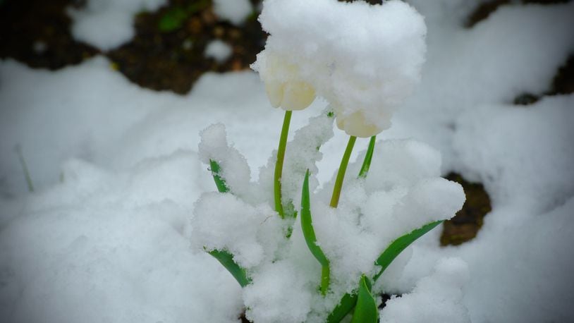Snow covers spring flowers on Wednesday, April 21, 2021. MARSHALL GORBY/STAFF