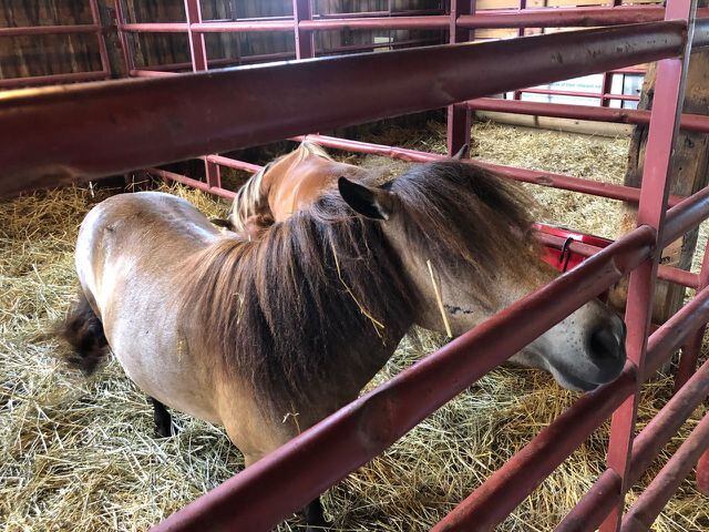 Warren county fair pony