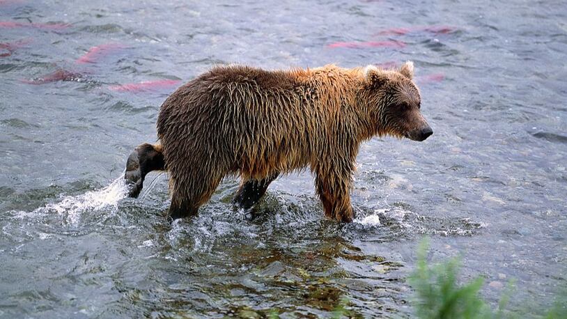 A bear wanders through a river in Alaska.
