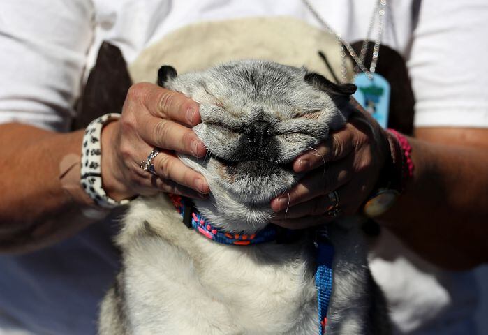 2016 World's Ugliest Dog contest