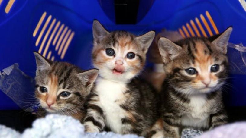 Cats and kittens were found outside an Indiana animal shelter in boxes that were sealed with duct tape.