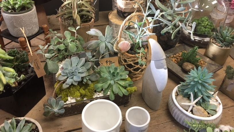 Succulents from The Flower Shoppe will stay with you well past the holiday season. CONTRIBUTED PHOTO BY ALEXIS LARSEN