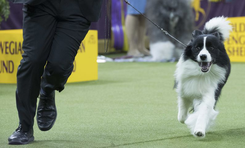 Photos: Westminster Dog Show 2018: Bichon frisé Flynn crowned best in show