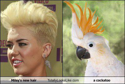 Totally Looks Like