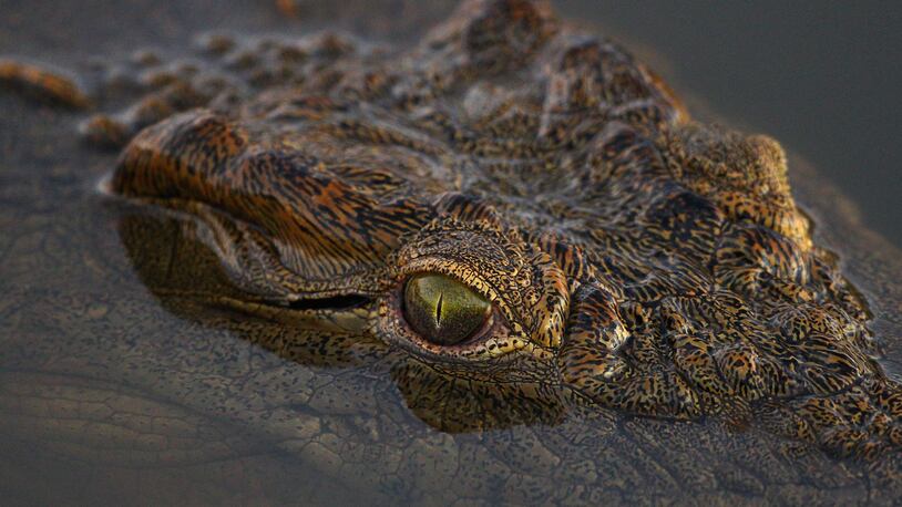 A crocodile. (Photo: Cameron Spencer/Getty Images)
