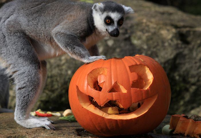 Photo: Animals and their pumpkins