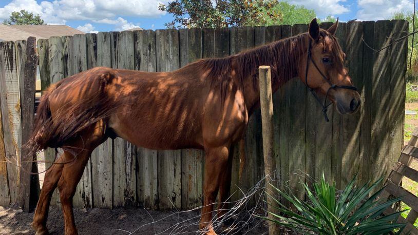 A dead and an emaciated horse were found in a suburban backyard near Tampa, Florida. (Photo: Hillsborough County Sheriff's Office)