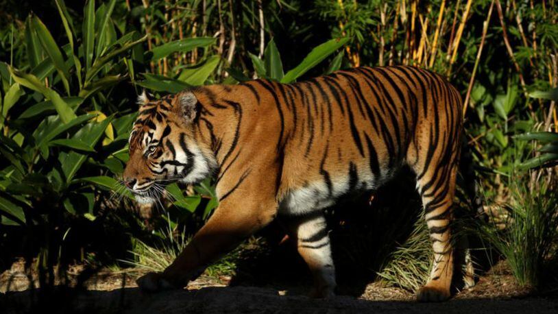 A man jumped a barrier near the tigers pen at the Oakland Zoo on Sunday.