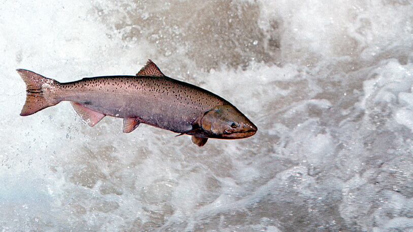 A Chinook salmon leaps through water.