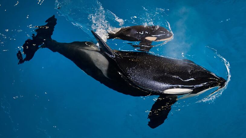 In this image provided by SeaWorld Parks & Entertainment, orca Takara helps guide her newborn to the water's surface at SeaWorld San Antonio, Wednesday, April 19, 2017, in San Antonio. The company based in Orlando, Fla., announced the birth Wednesday. (Chris Gotshall/SeaWorld Parks & Entertainment via AP)