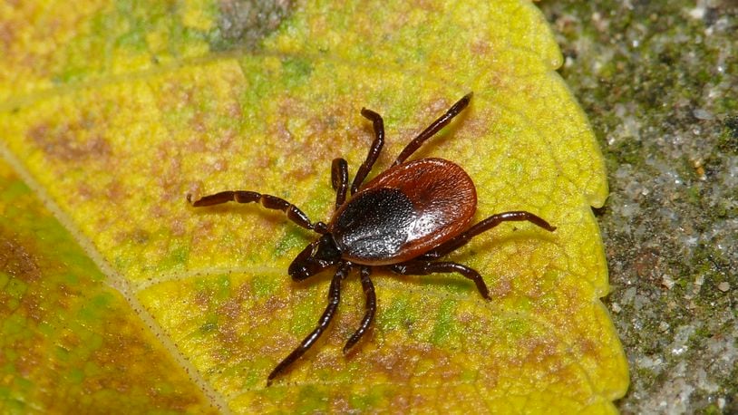 State health officials are warning outdoor enthusiasts to be on the lookout for blacklegged “deer” ticks in Ohio. The ticks are growing in population, which could mean an increase in Lyme disease and other infections they can transmit to humans. Female blacklegged tick on a leaf. PHOTO/PROVIDED
