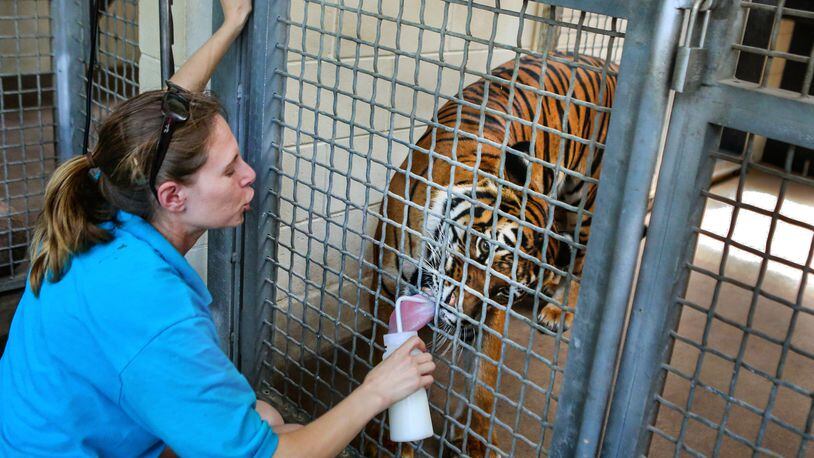 Stacey Konwiser feeds Berapi Api, a 10-year-old Malayan tiger who mothered three male cubs at the Palm Beach Zoo in 2011. Konwiser was killed April 15 when she was mauled by another tiger at the zoo.