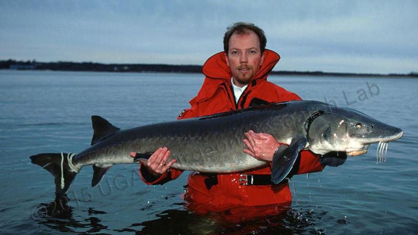 Douglas Peterson is pictured with a large sturgeon in this photo from the public website of the University of Georgia’s Warnell School of Forestry and Natural Resources. (Photo: The Atlanta Journal-Constitution)