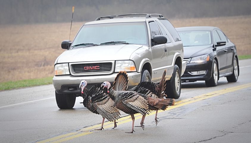 PHOTOS: Wild turkeys rule the road in Butler Twp.