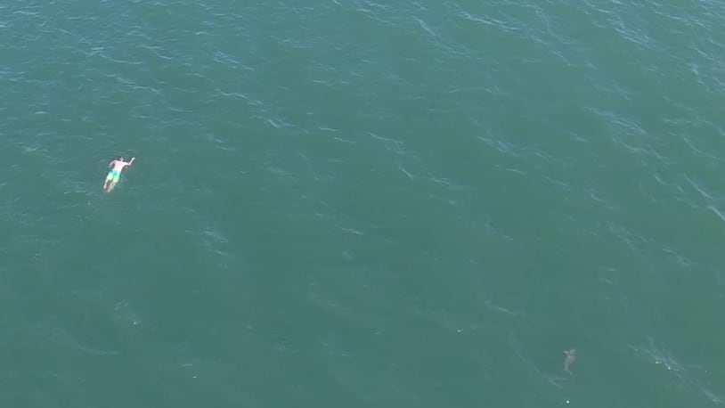 A drone deployed by Surf City Police showed a shark swimming about 60 feet from Zachary Kingsbury. In this screenshot, Kingsbury can be seen swimming in the left part of the frame. The shark can be seen at the bottom right hand corner of the photo.