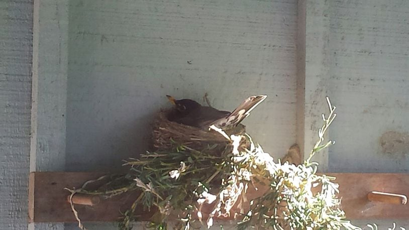 Betty Lou Johansen of West Milton took this photo on May 2 at her front porch. It shows a robin sitting on four eggs in a nest.